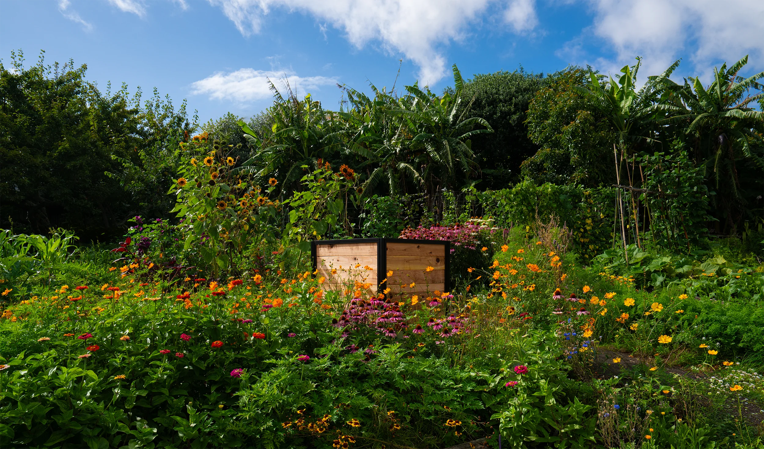 Compost box in a lush garden